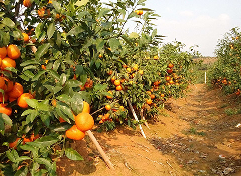 Nutrition Fertilization Programme for Citrus