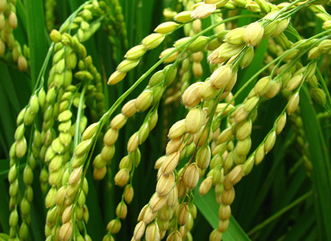 Nutrition Fertilization Programme for Rice