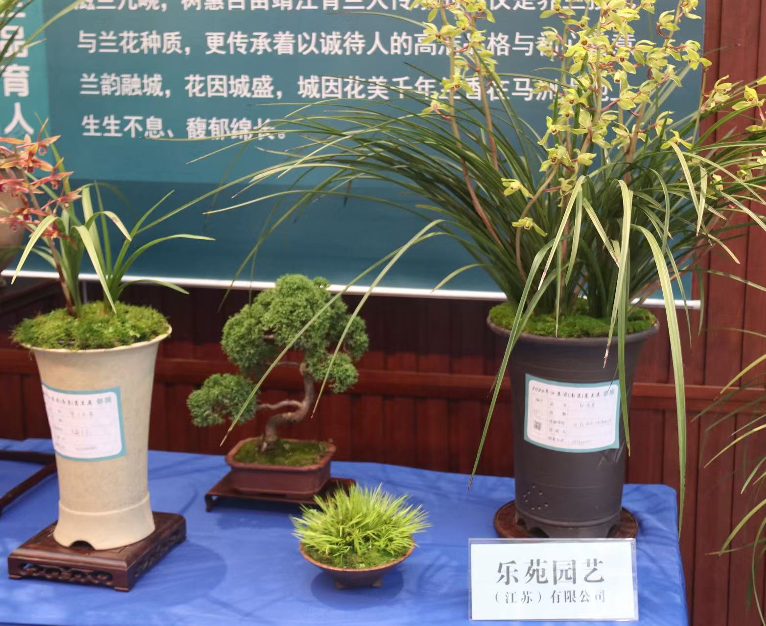 兰韵金陵，乐苑「金岙素」雅动全城！